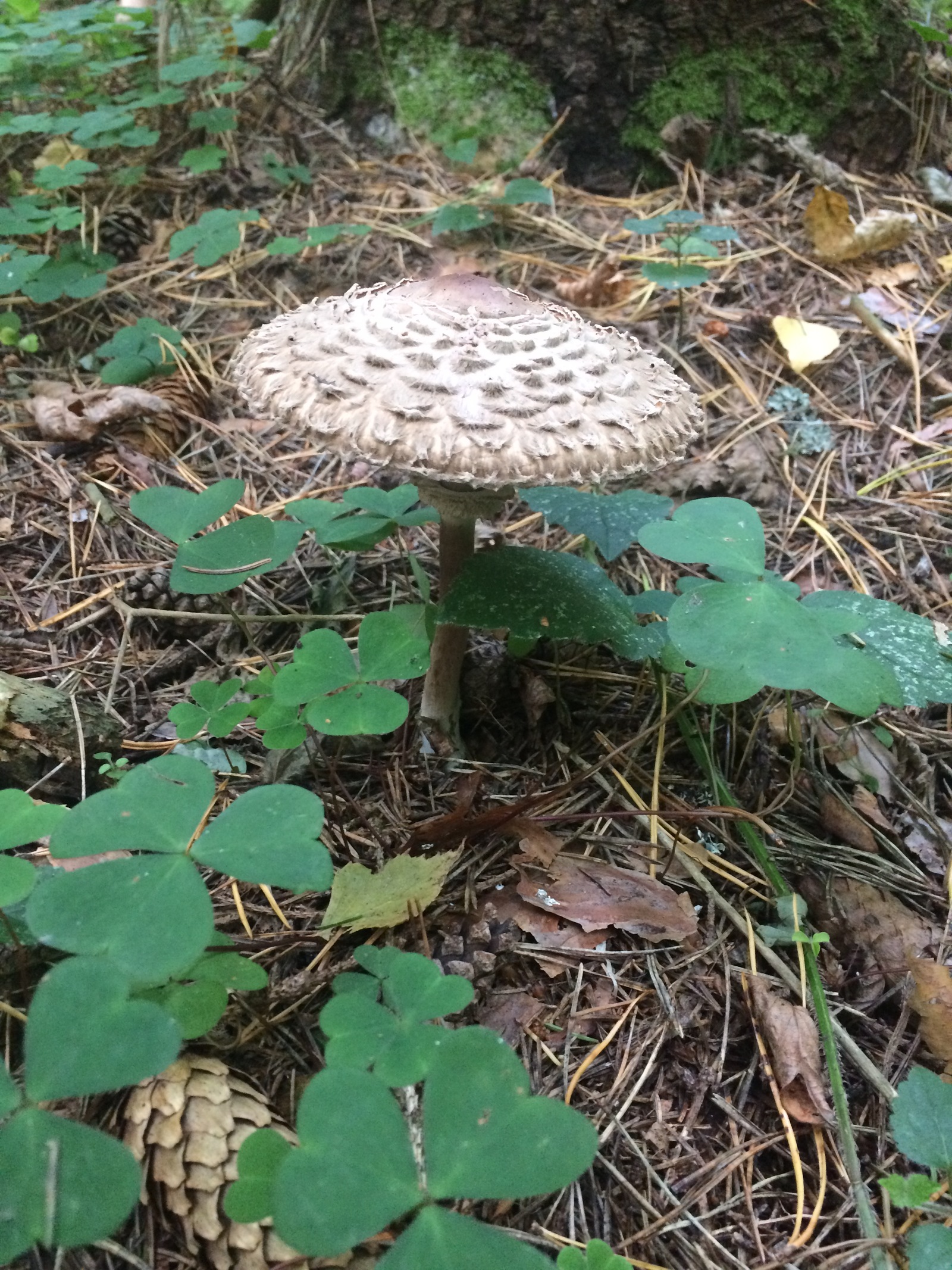 Mushroom harvest in 2017 near Mozhaisk - My, Mushrooms, Forest, Silent hunt, Honey mushrooms, Porcini, Mozhaisk, Longpost