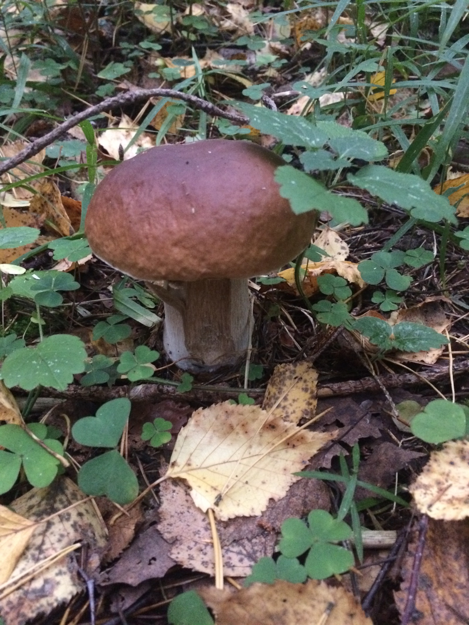 Mushroom harvest in 2017 near Mozhaisk - My, Mushrooms, Forest, Silent hunt, Honey mushrooms, Porcini, Mozhaisk, Longpost