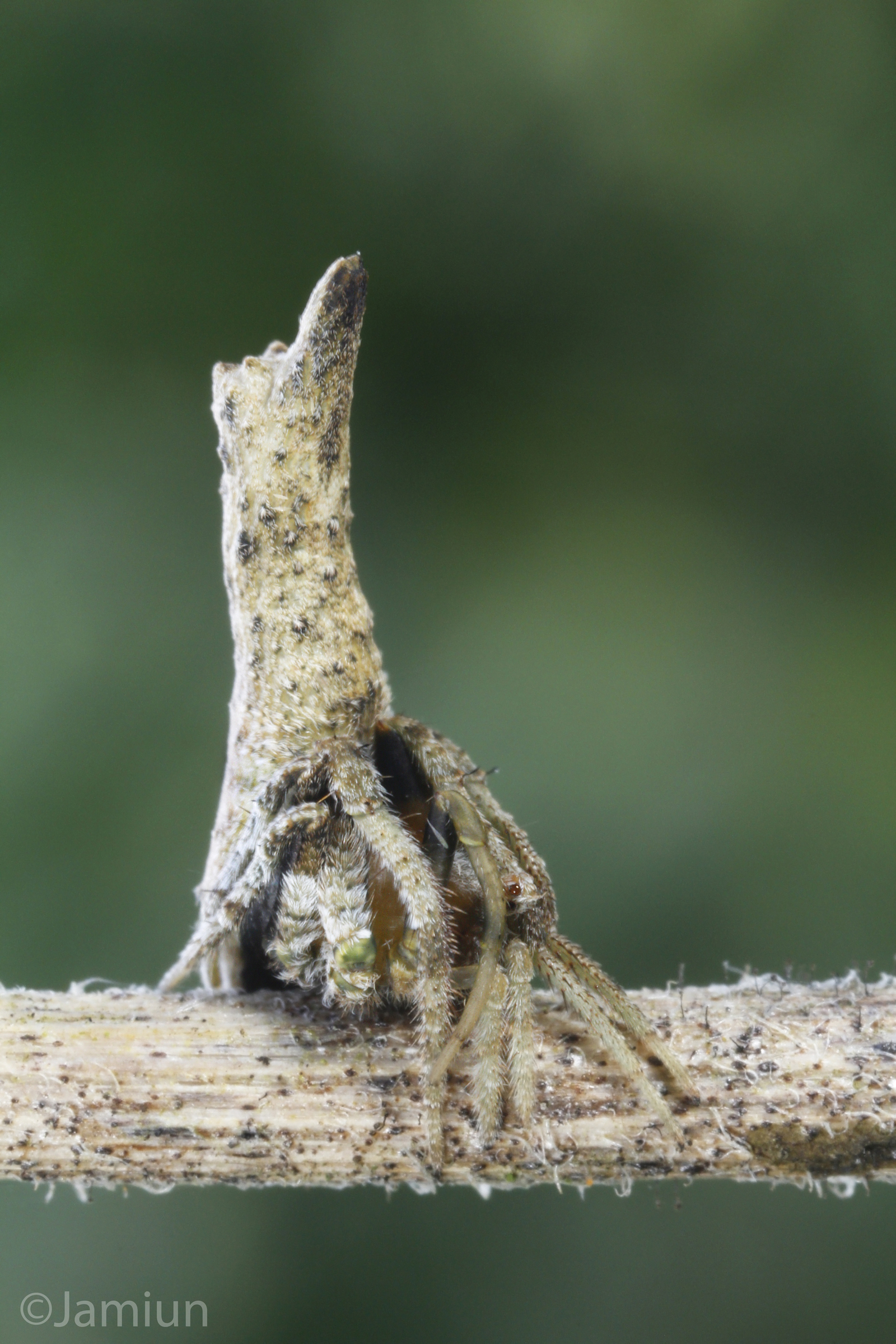 Spiders are good at cosplay. - My, Spider, Mimicry, Disguise, Longpost