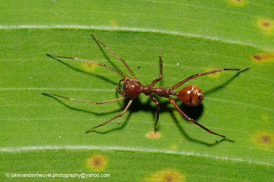 Spiders can cosplay, #2. - My, Spider, Arachnophobia, Video, Mimicry, Longpost