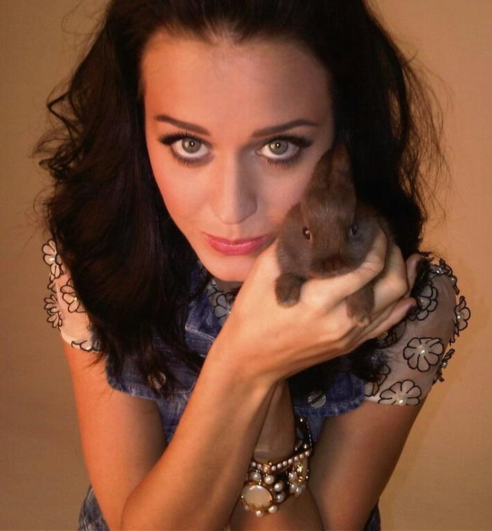 Lovely eyes! - Katy Perry, Rabbit, The photo, Milota