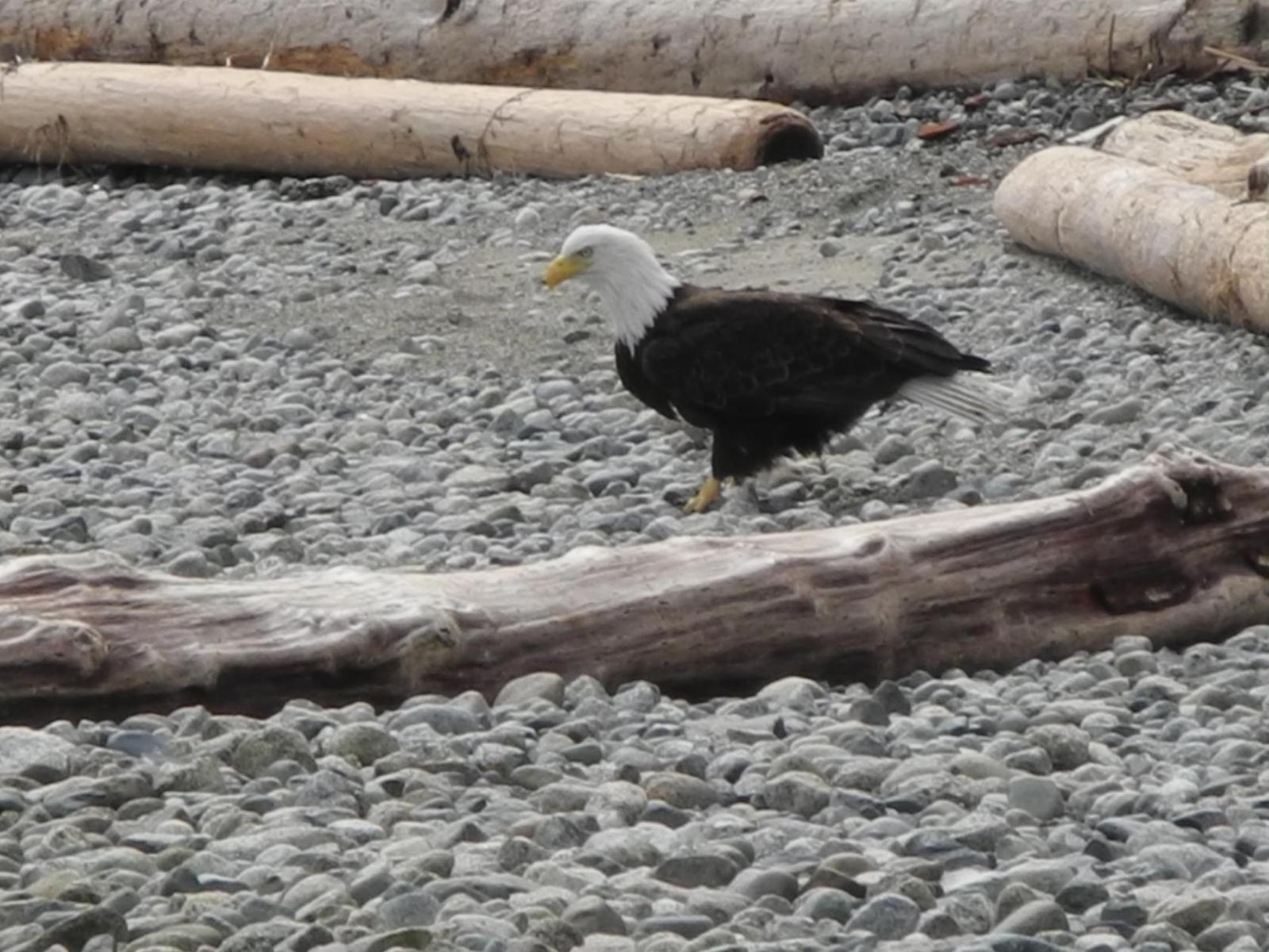 Bald eagle - My, Eagle, Birds, , , Bald eagle