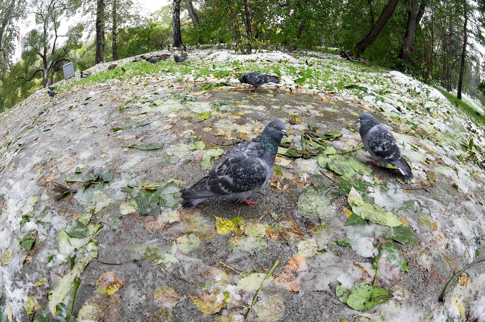 Take me completely off! - My, The photo, Birds, Pentax, Fishye