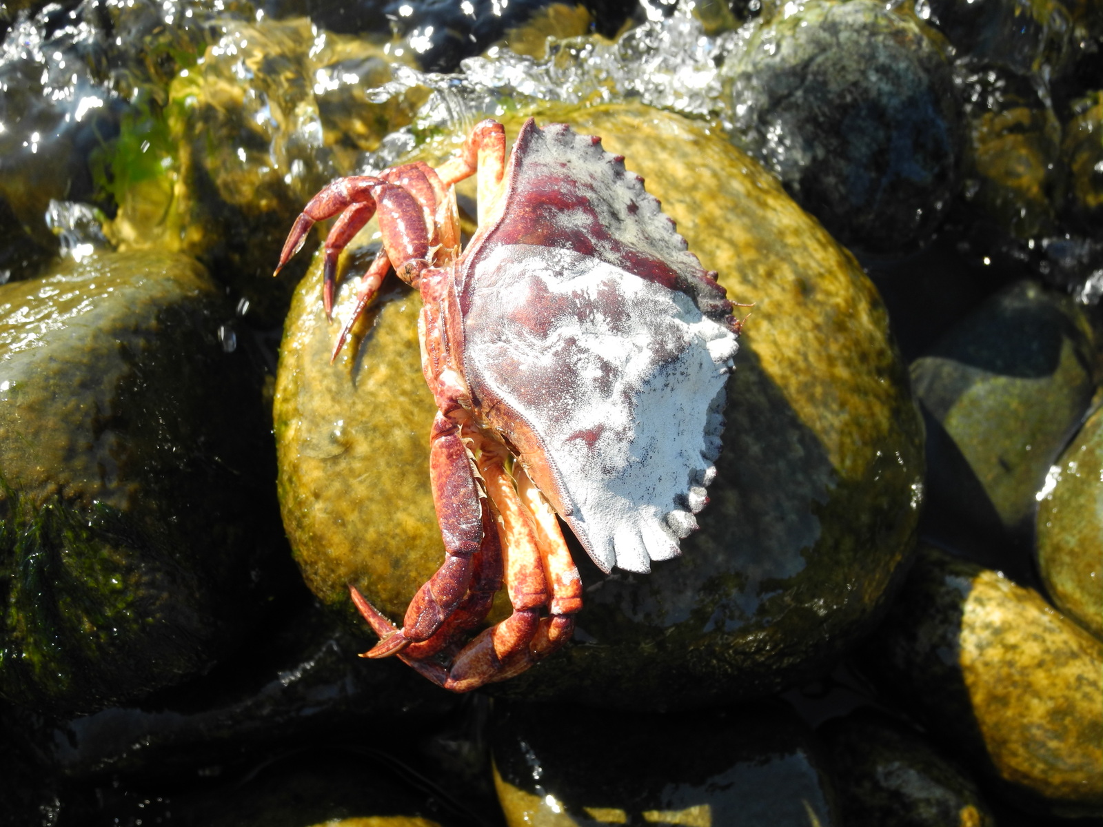 Salvation of the drying up - My, Crab, , Sea, Tide