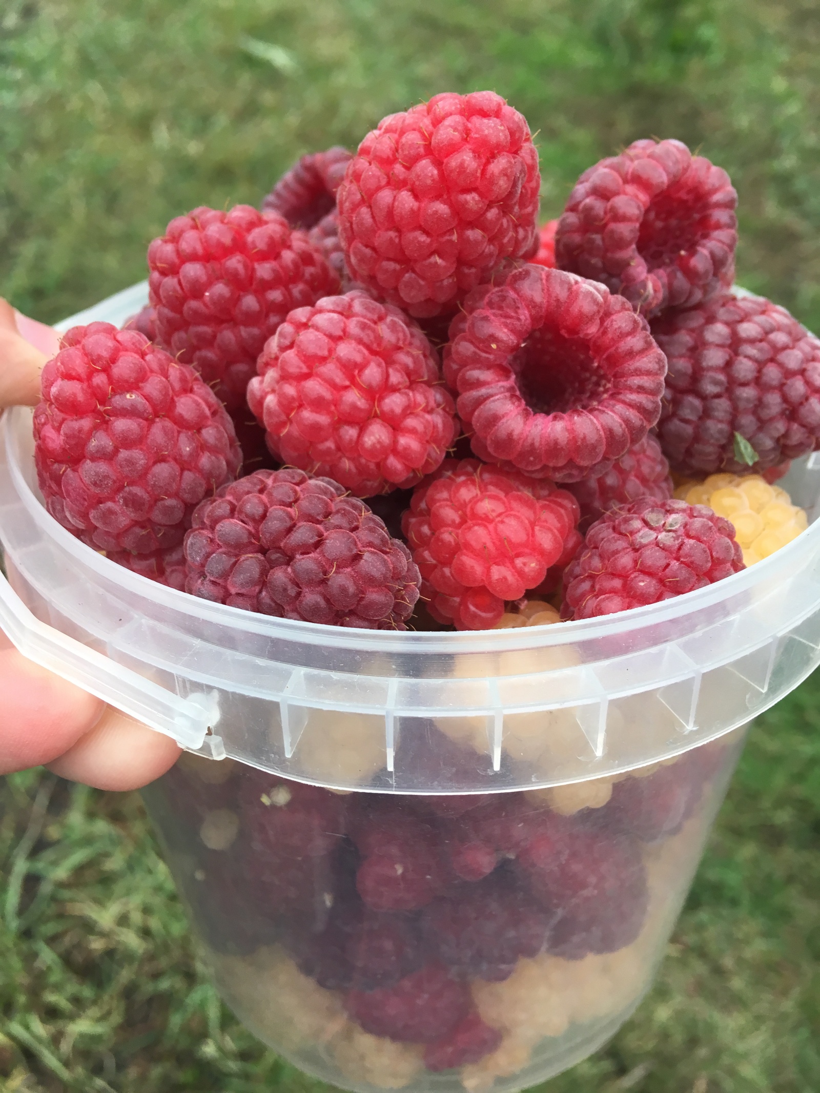 autumn raspberry - My, Raspberries, Novosibirsk, Autumn, Siberia