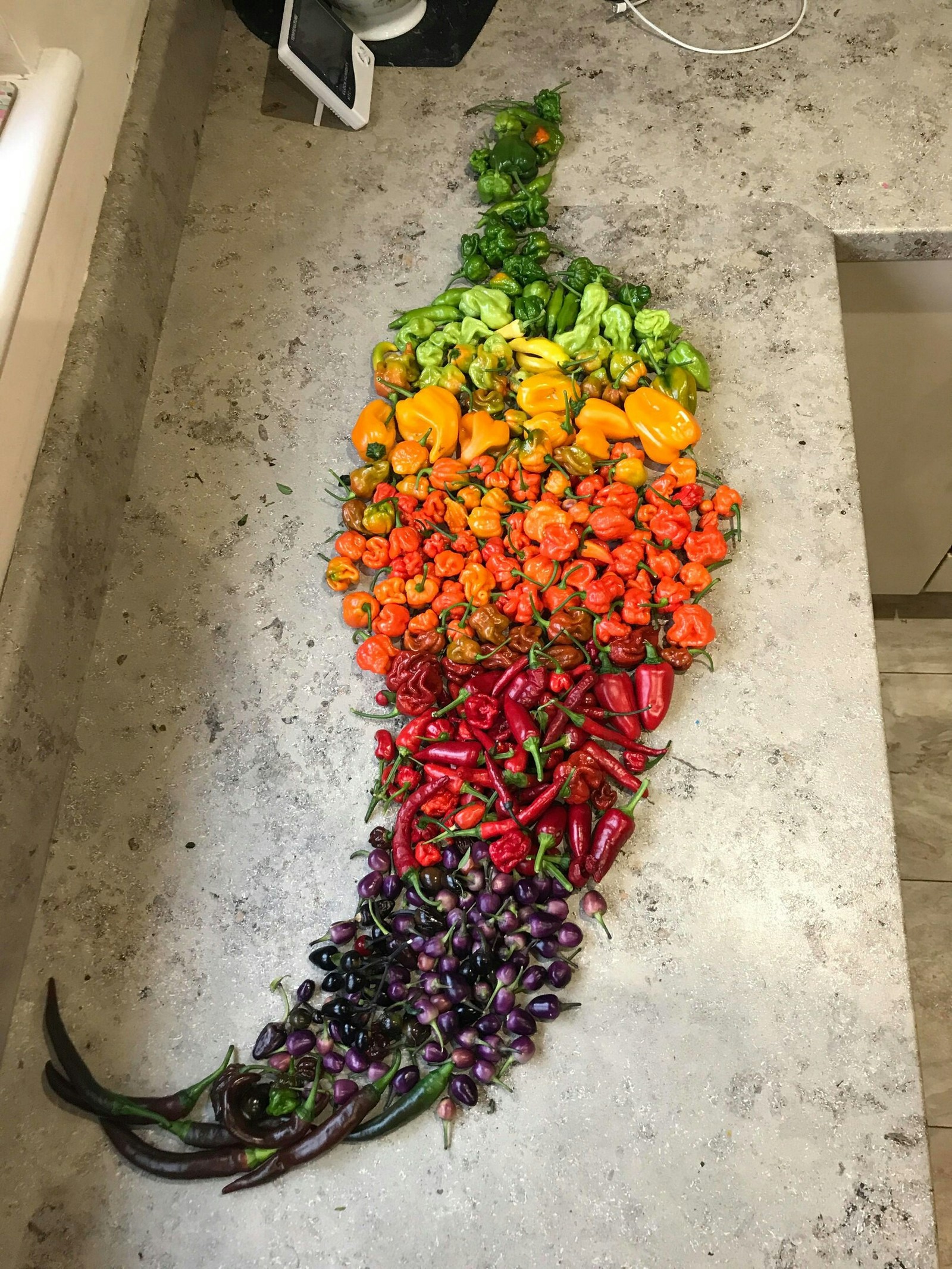 Pepper harvest - Harvest, Pepper