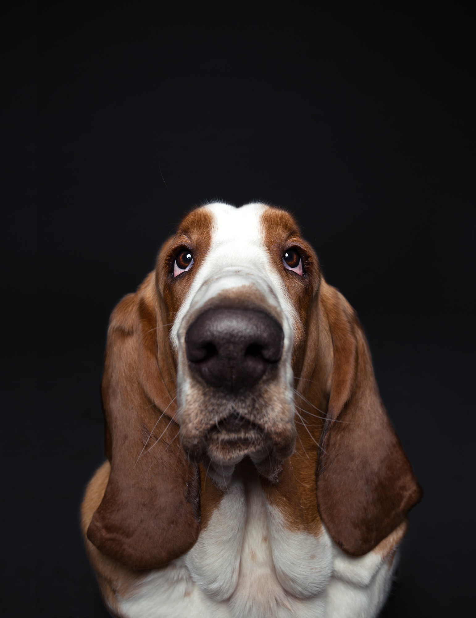 This Photographer Proved Dogs Are Personalities Too - Animals, Dog, Longpost