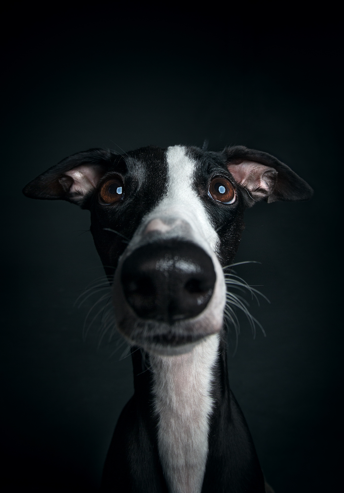 This Photographer Proved Dogs Are Personalities Too - Animals, Dog, Longpost