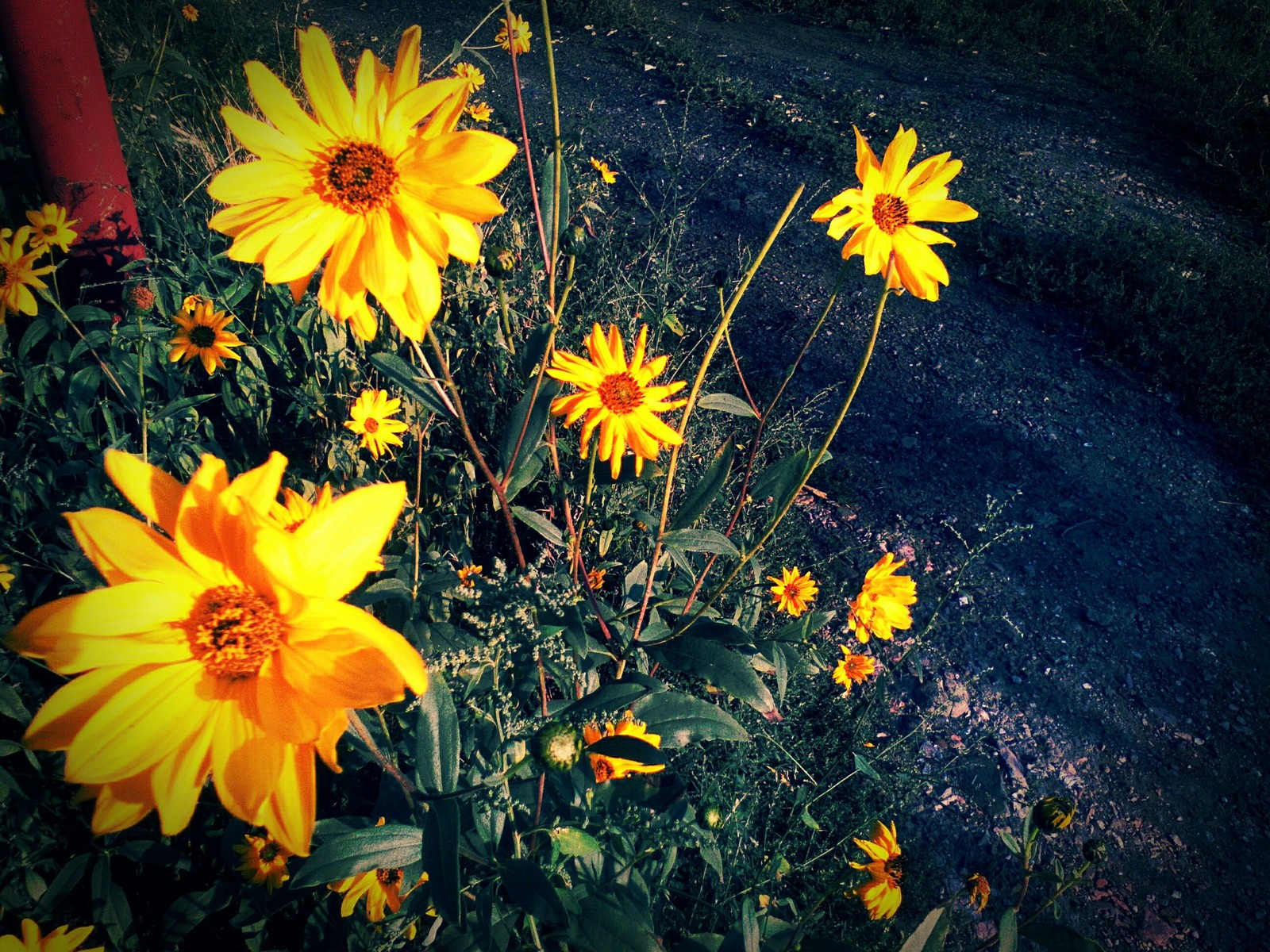 bright suns - My, The photo, Flowers, Yellow, Nature