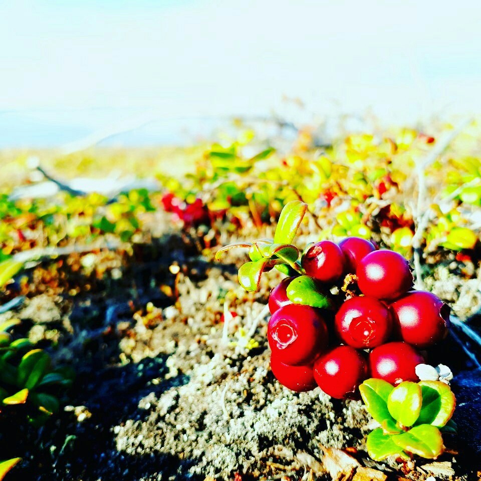 Kolyma - My, Autumn, Magadan Region, Nature, Longpost