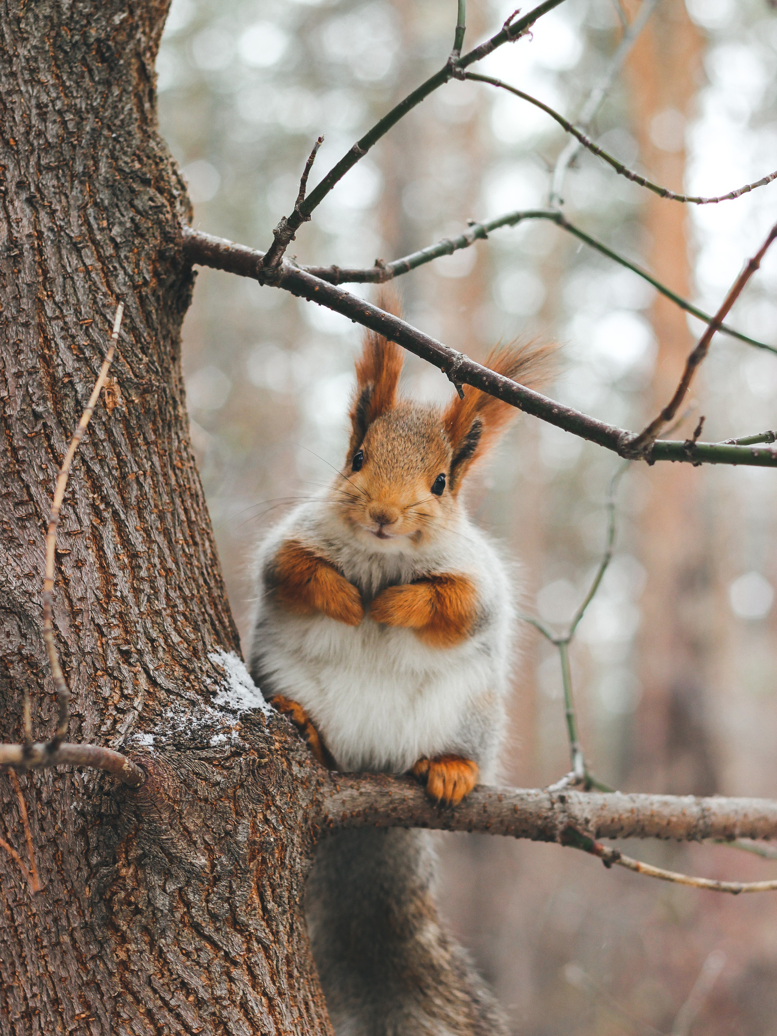 Орешки есть? - Моё, Белка, Начинающий фотограф, Canon EOS 550D, 50mm, Фотоохота