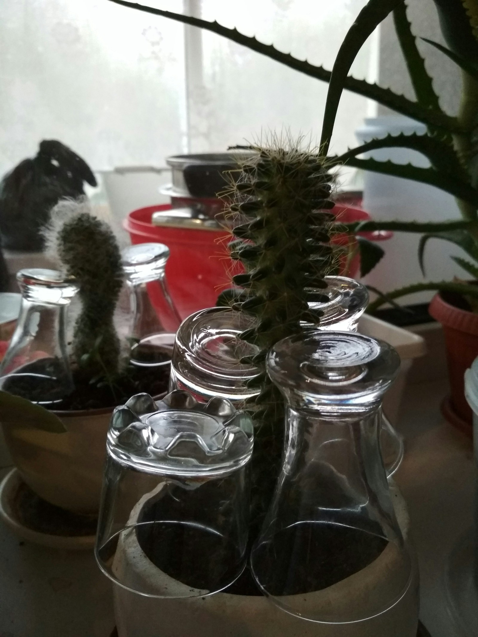 To stand... - My, , Cactus, A glass of vodka on the table, Text