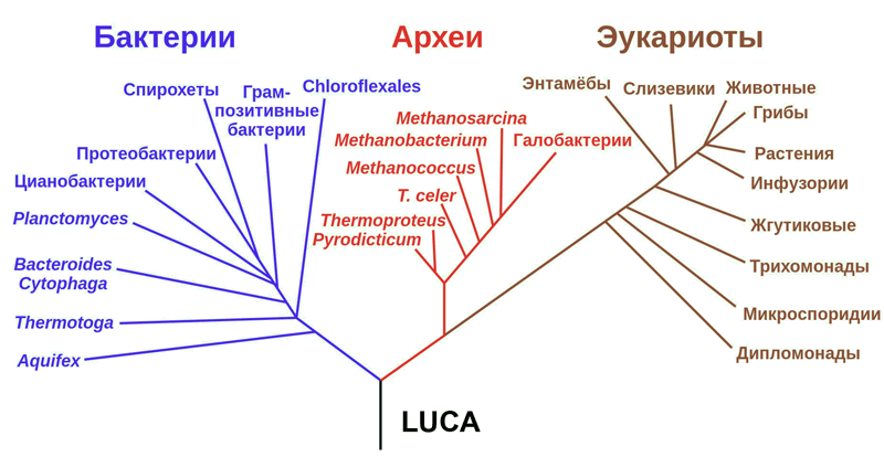 What is the ultimate goal of evolution? - Discussion, Dispute, Version, The science, Biology, Evolution