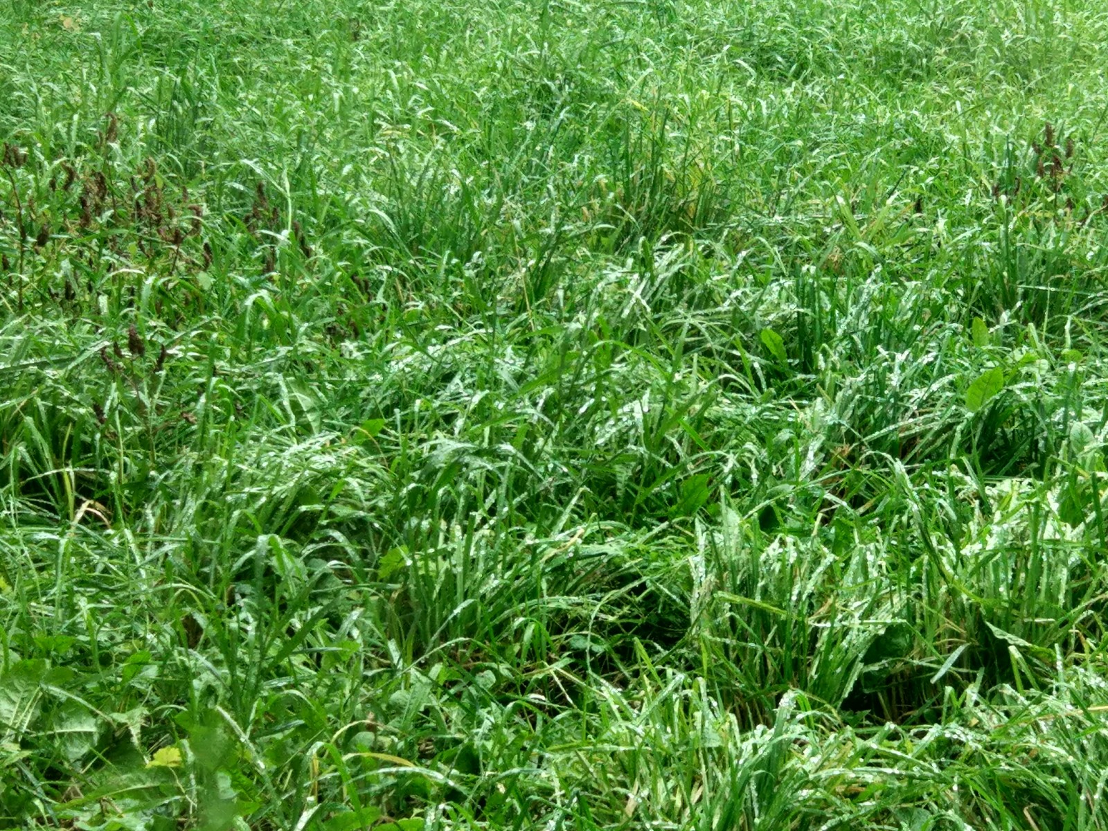 Grass - My, Autumn, Grass, Longpost