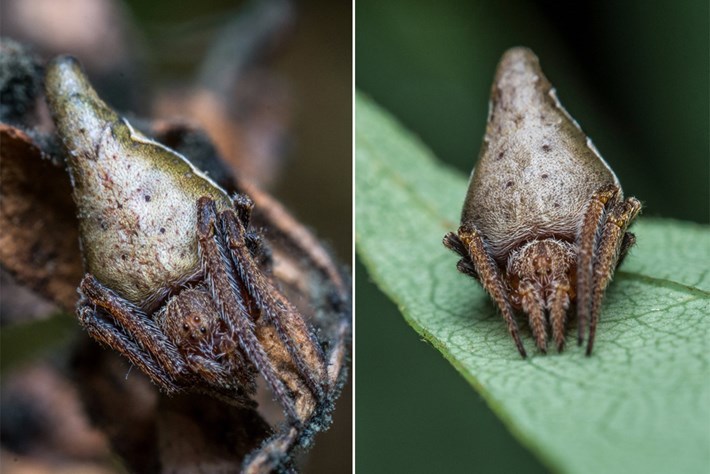 Spiders can cosplay, #2. - My, Spider, Arachnophobia, Video, Mimicry, Longpost