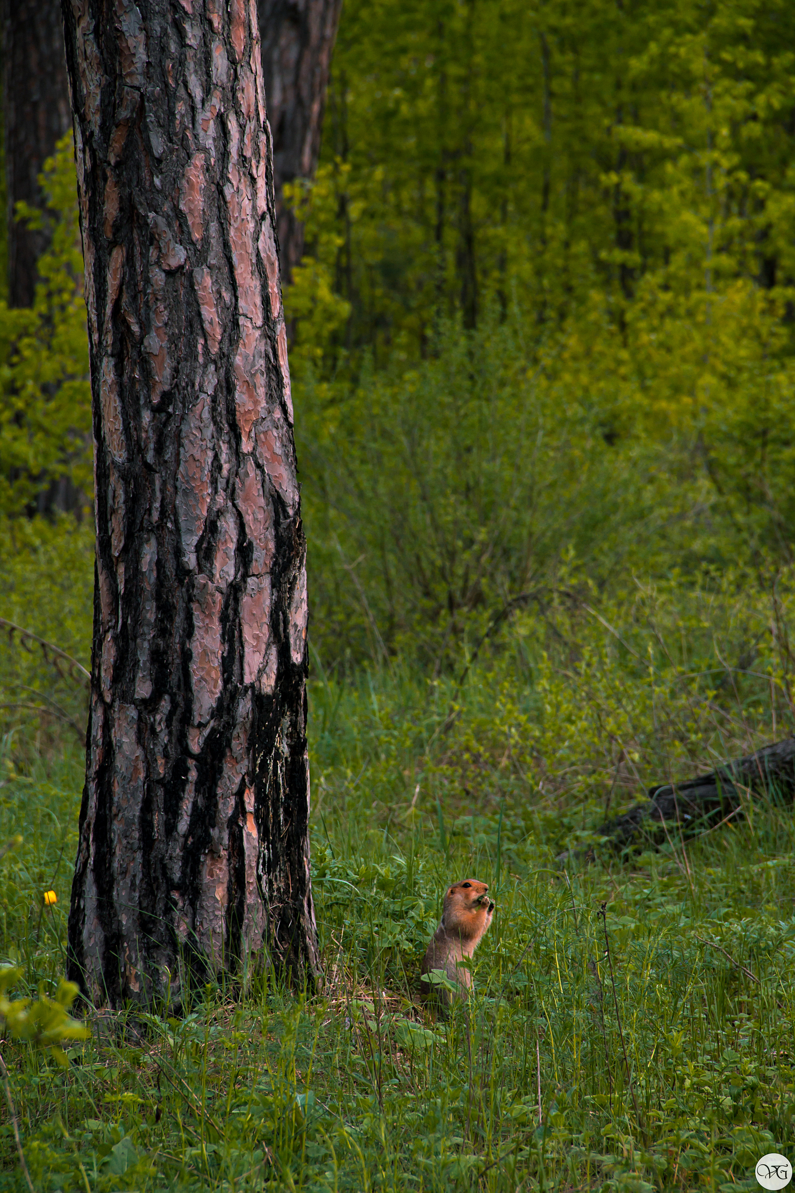 Unexpected meeting - My, Walk in the woods, The photo, Meeting, Beginning photographer, Longpost