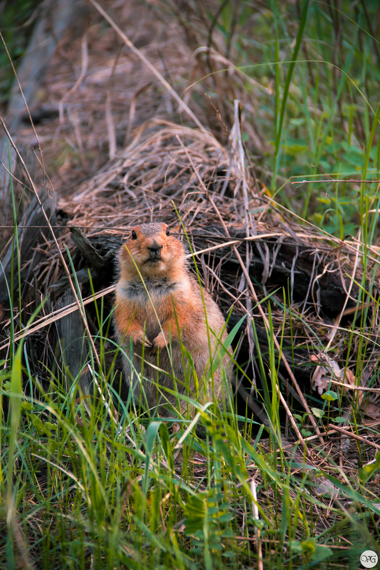 Unexpected meeting - My, Walk in the woods, The photo, Meeting, Beginning photographer, Longpost