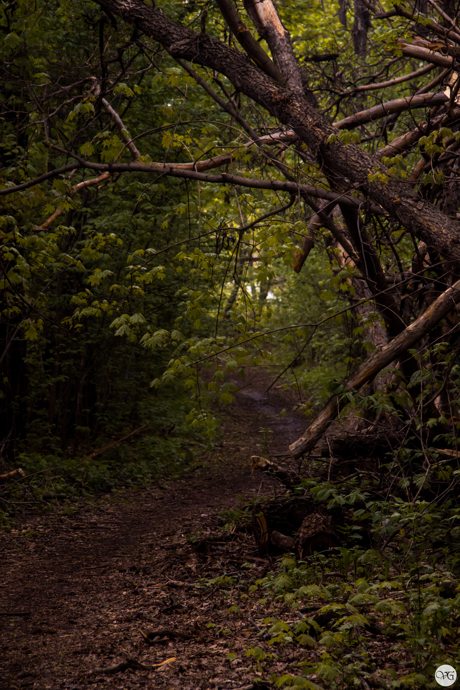 Unexpected meeting - My, Walk in the woods, The photo, Meeting, Beginning photographer, Longpost