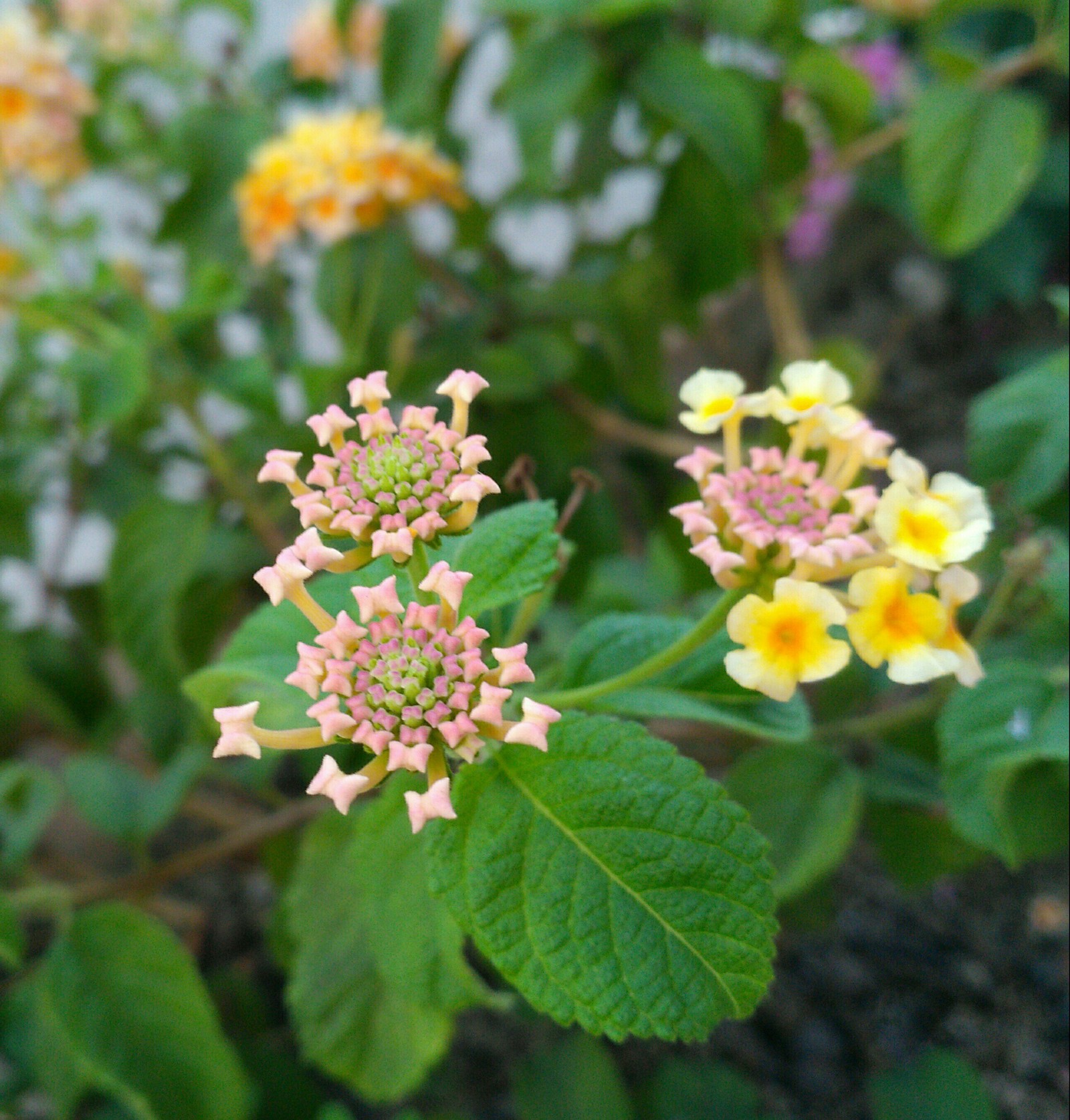 Bow buds - My, Flowers, Nature, Gradient, Bud, Bow, The photo, Longpost, 