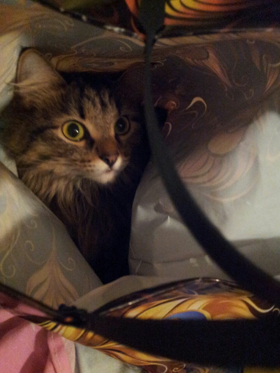 Pss, come with me! - My, cat, Catomafia, Package, 