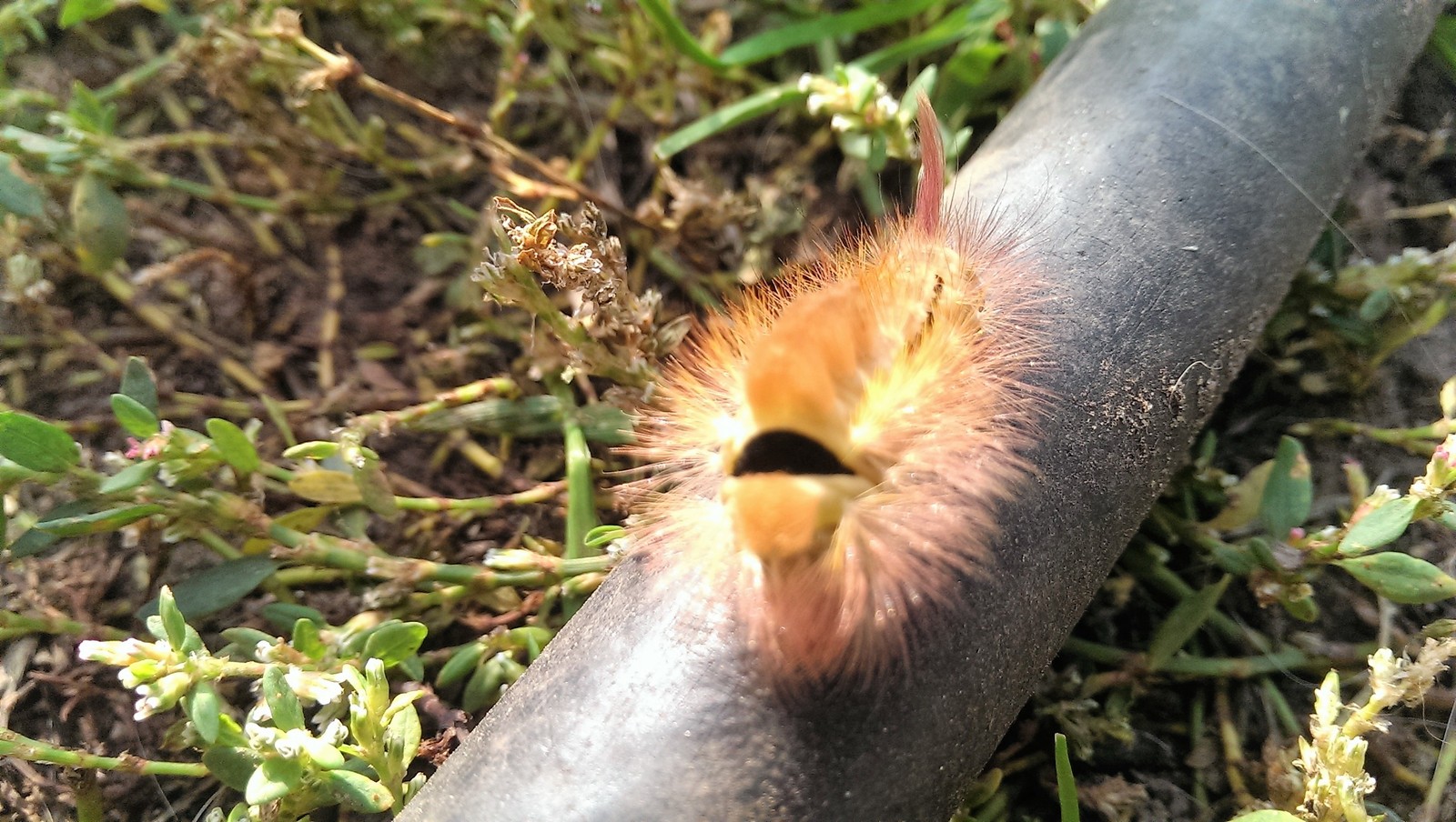 Nature miracle. - My, Caterpillar, Garden