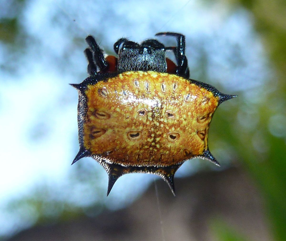 Horns and spikes. - My, Spider, Arachnophobia, Horns, Thorns, Longpost