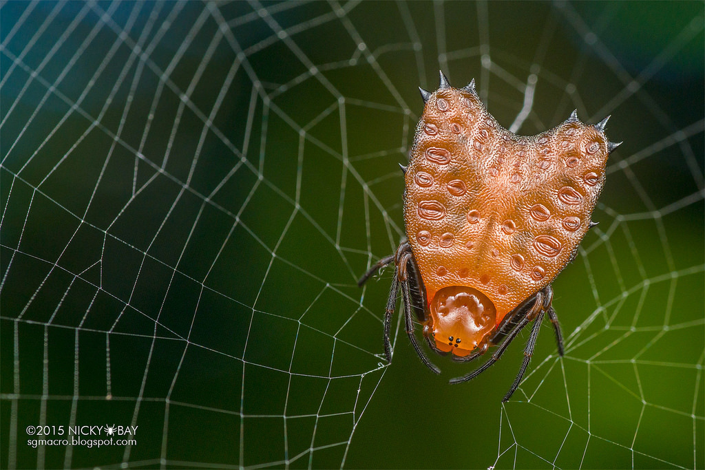 Horns and spikes. - My, Spider, Arachnophobia, Horns, Thorns, Longpost