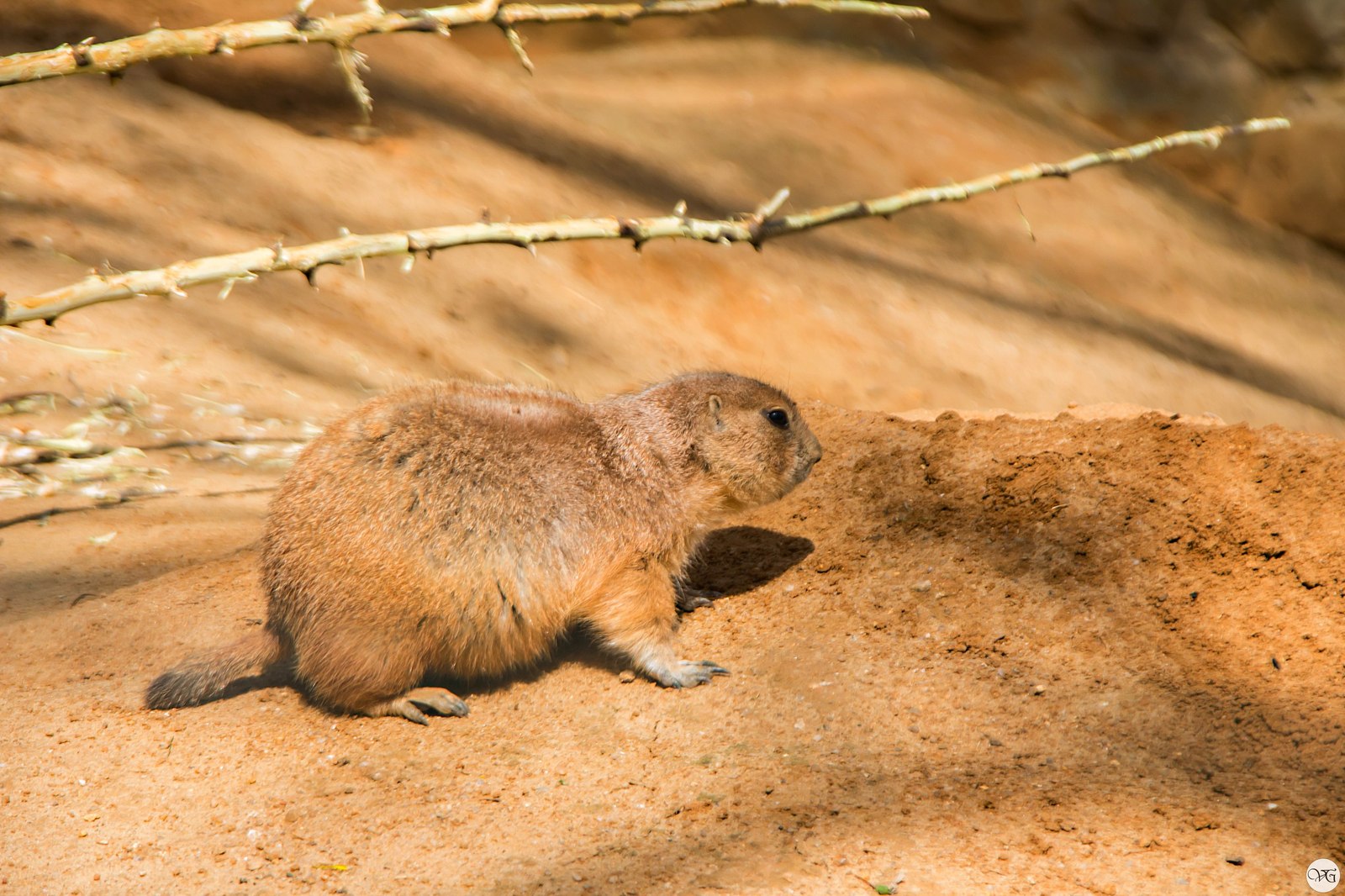 Prague Zoo. - Prague Zoo, Travels, Part 2, The photo, Canon, Beginning photographer, Longpost