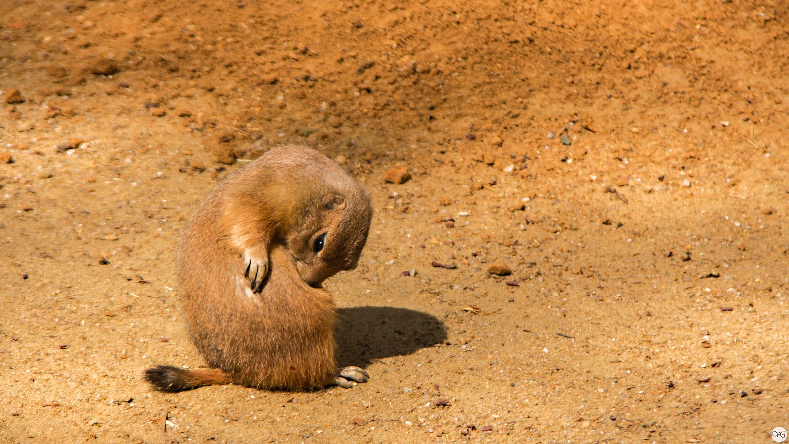 Prague Zoo. - Prague Zoo, Travels, Part 2, The photo, Canon, Beginning photographer, Longpost