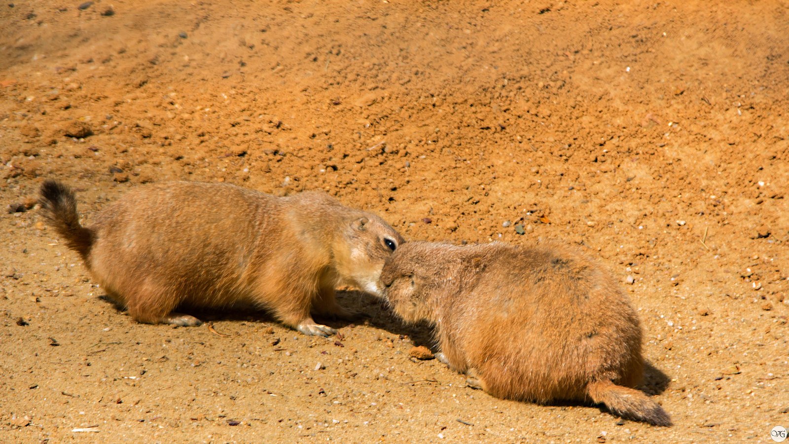 Prague Zoo. - Prague Zoo, Travels, Part 2, The photo, Canon, Beginning photographer, Longpost