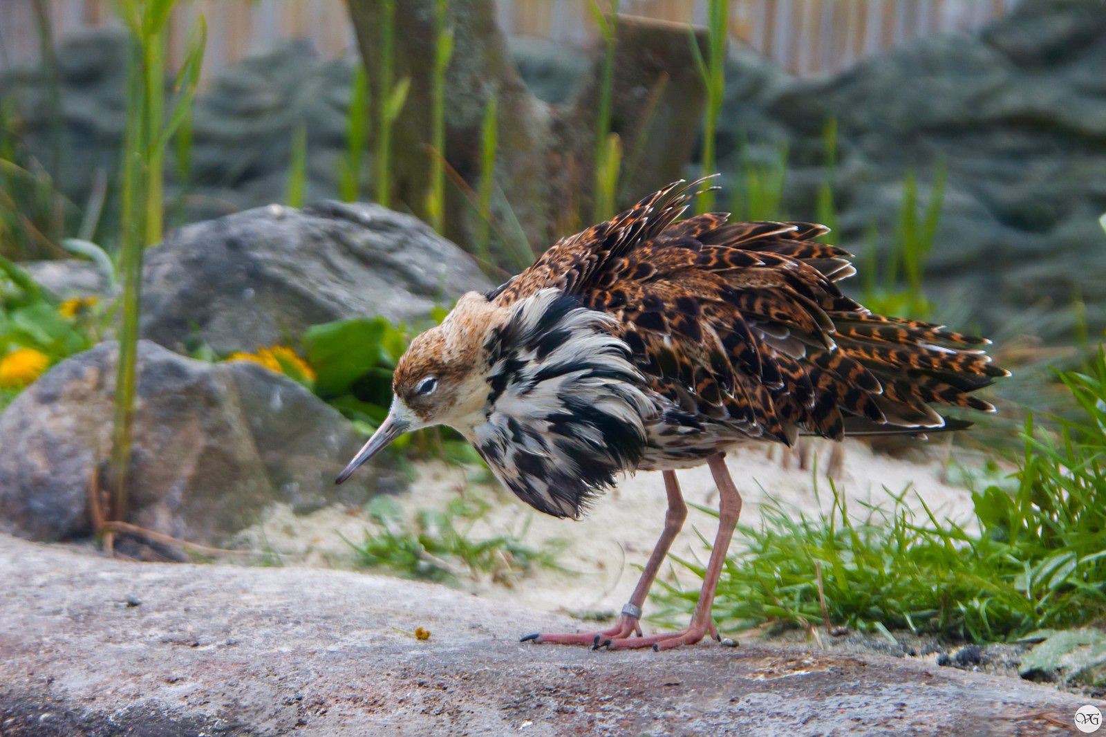 Prague Zoo. - Prague Zoo, Travels, Part 2, The photo, Canon, Beginning photographer, Longpost