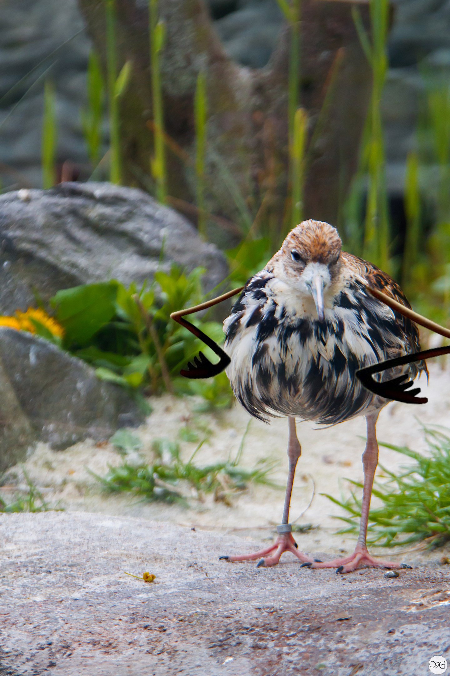 Prague Zoo. - Prague Zoo, Travels, Part 2, The photo, Canon, Beginning photographer, Longpost