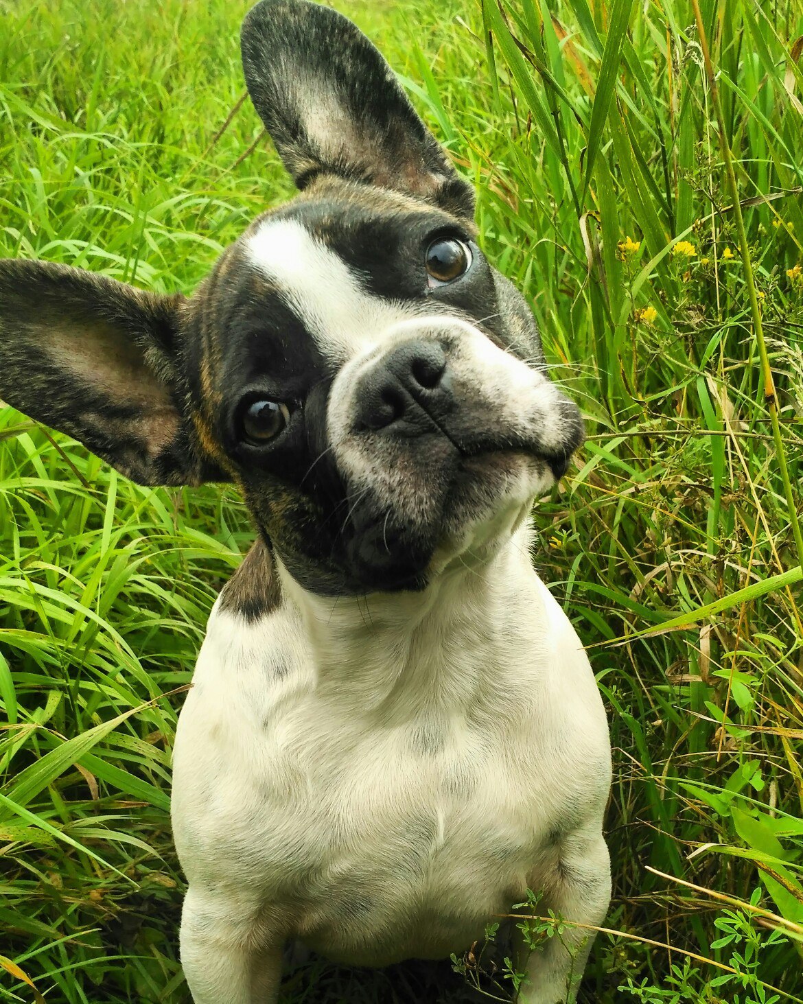 Hitchcock - My, French Bulldog, Bulldog, Dog, Friend, Longpost