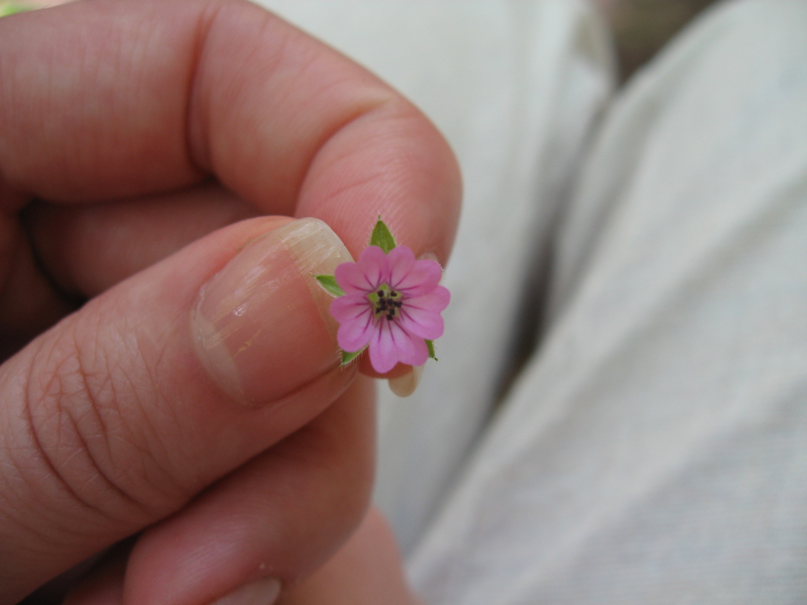 mountain flower - My, Flowers, The mountains, Memories