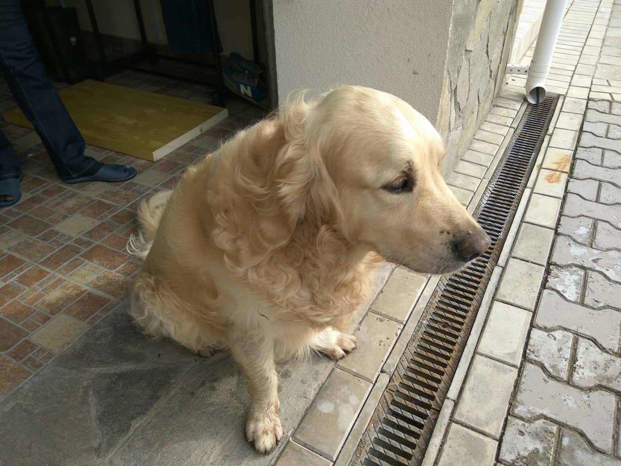 Found a Golden Retriever. Permian. Willow - My, Dog, Found a dog, The dog is missing, Golden retriever, Labrador, Permian