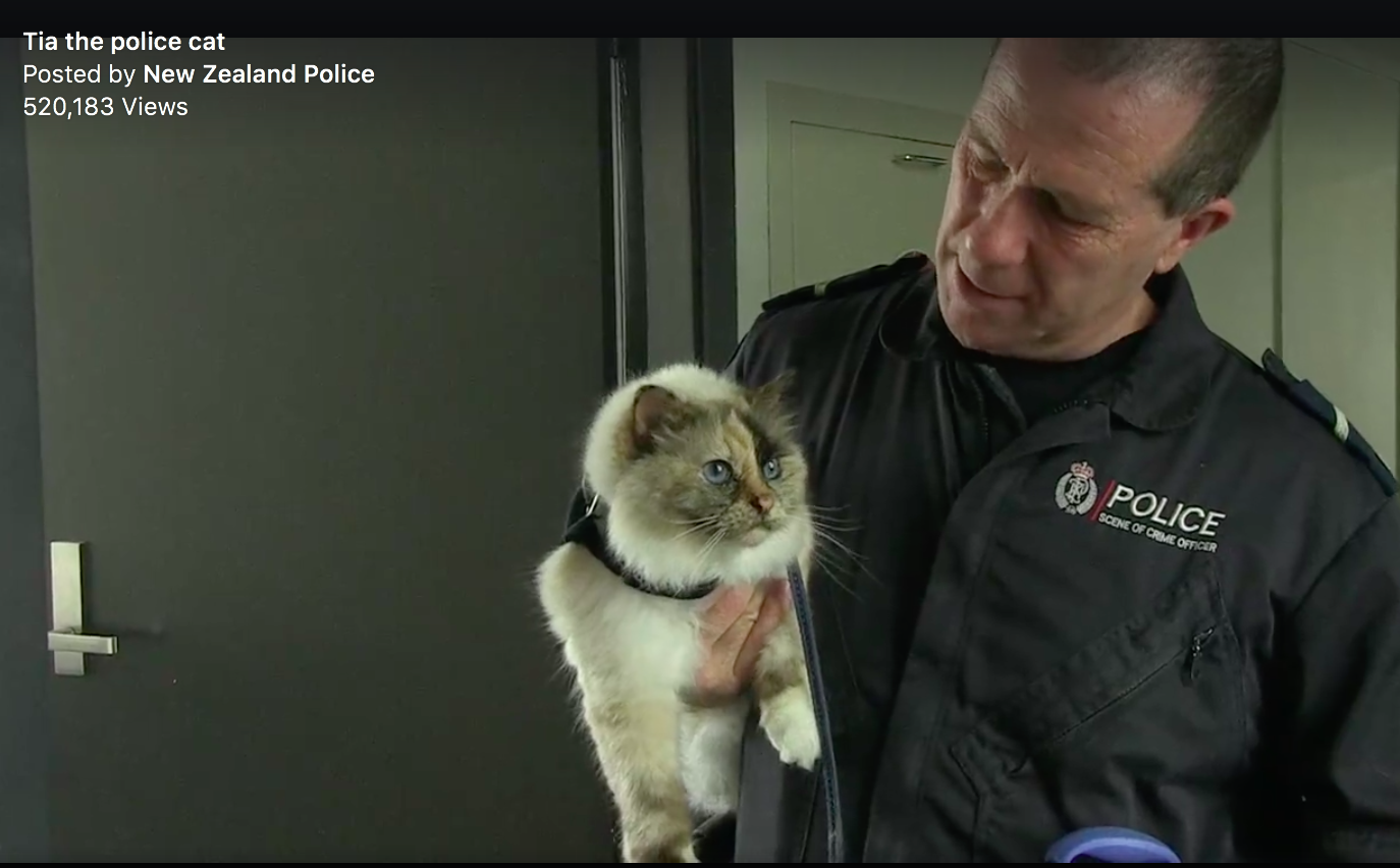 The cat is in the police service. - cat, Police, , New Zealand