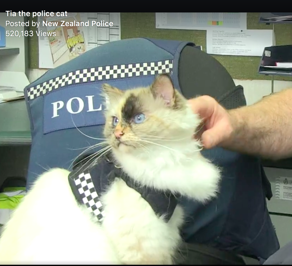 The cat is in the police service. - cat, Police, , New Zealand