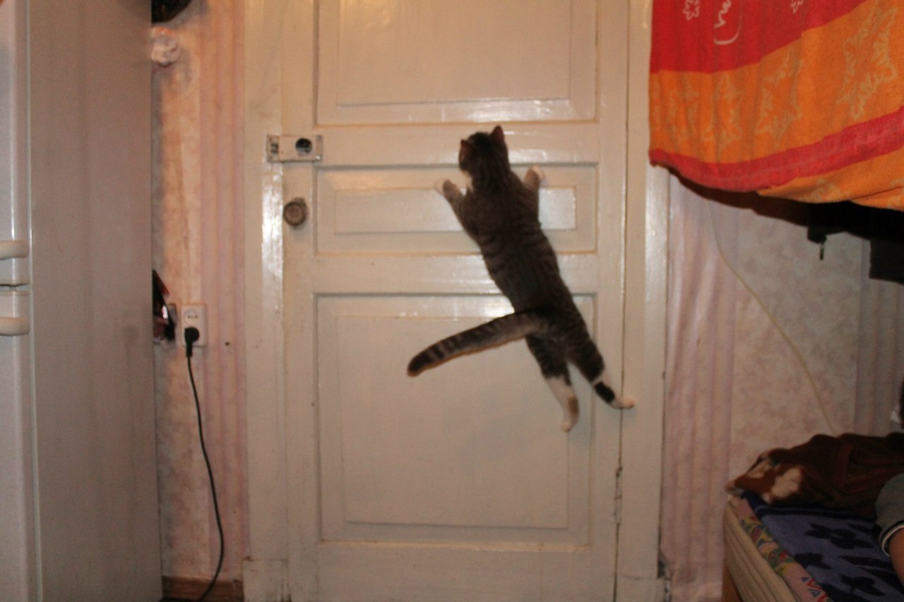 Athlete - Sport, cat, Door, Workout, Homemade, The photo, Athletes