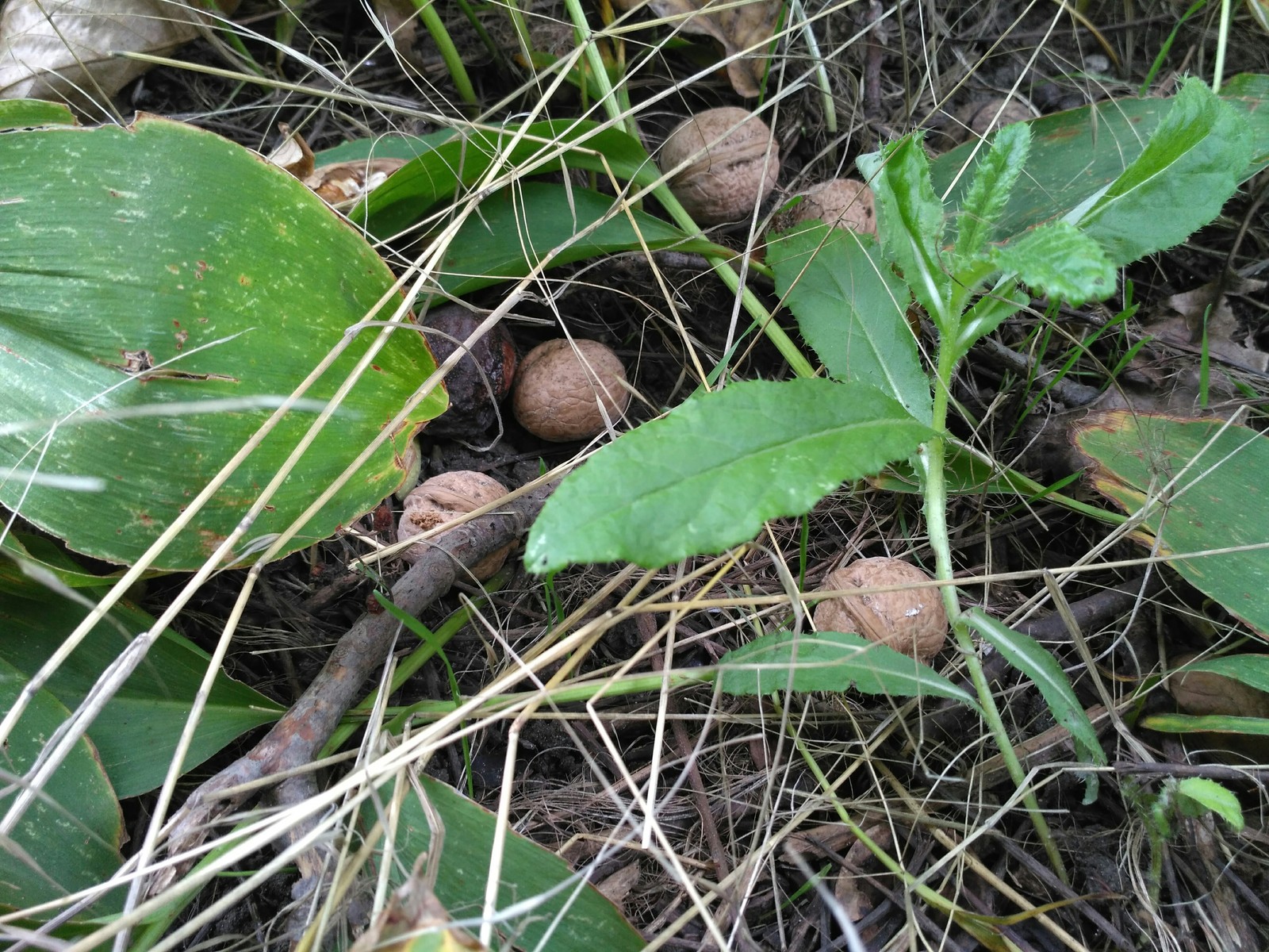 Nuts - My, Walnuts, Dacha, Harvest, Moldova