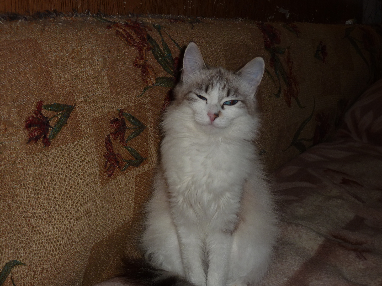 Safira remained the sixth pet))) - My, cat, , , Longpost, Video