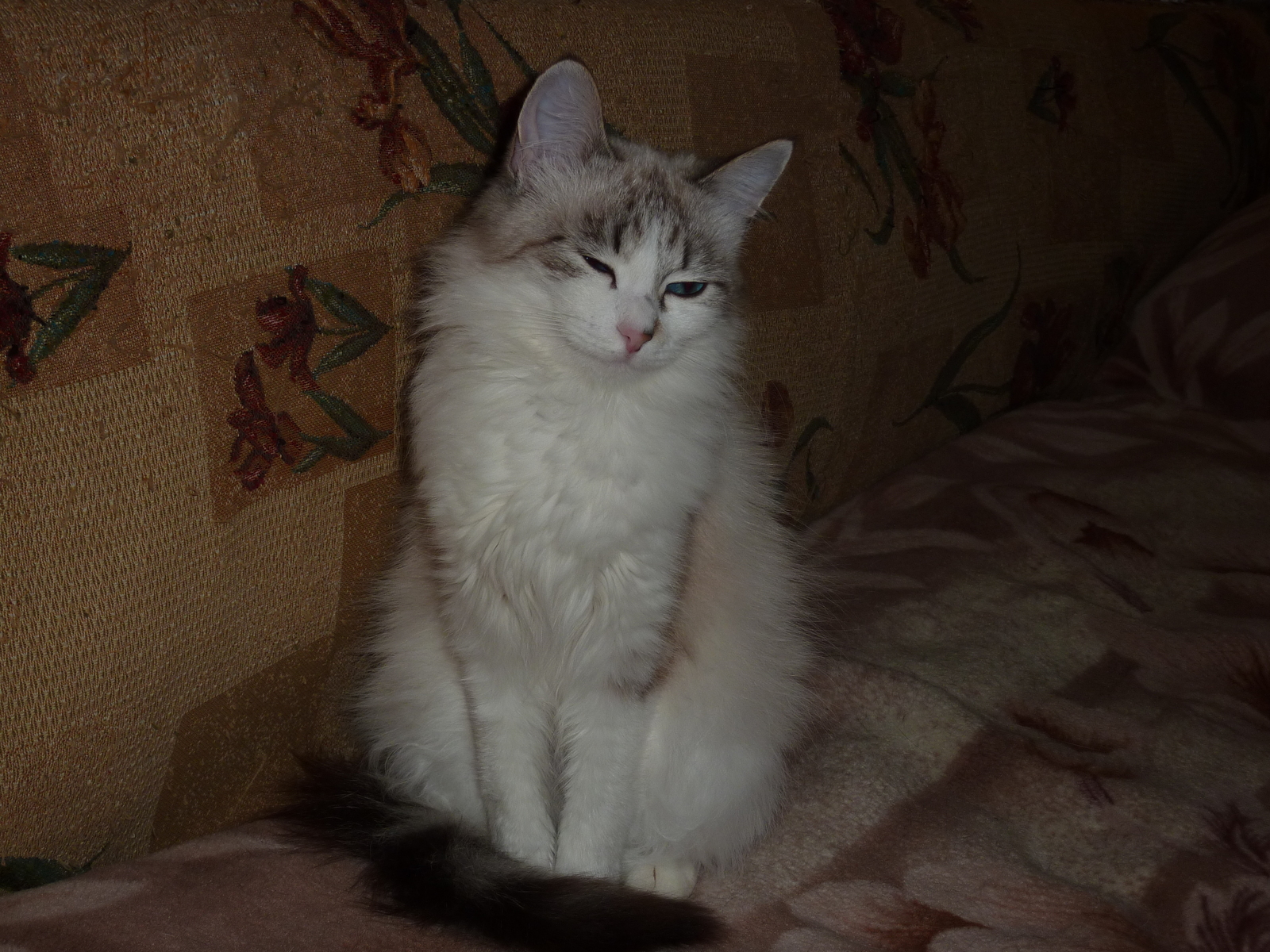 Safira remained the sixth pet))) - My, cat, , , Longpost, Video