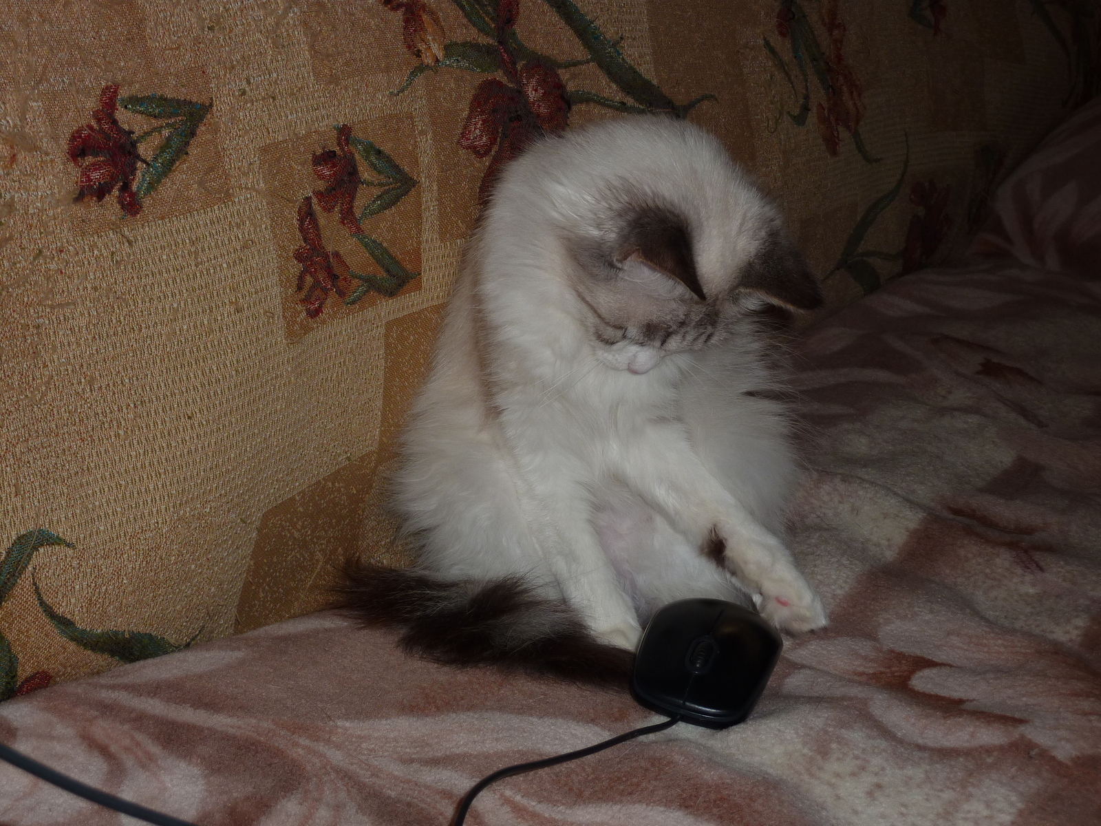 Safira remained the sixth pet))) - My, cat, , , Longpost, Video