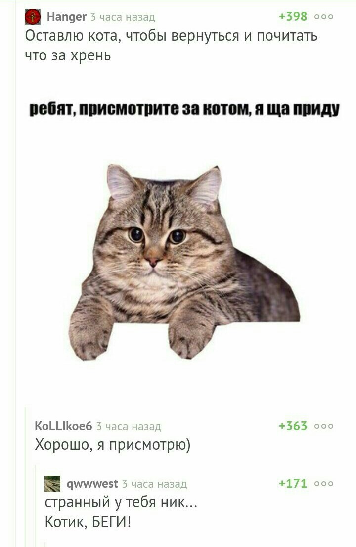 Котик, беги! - Клубничка, Кот, Животноводство