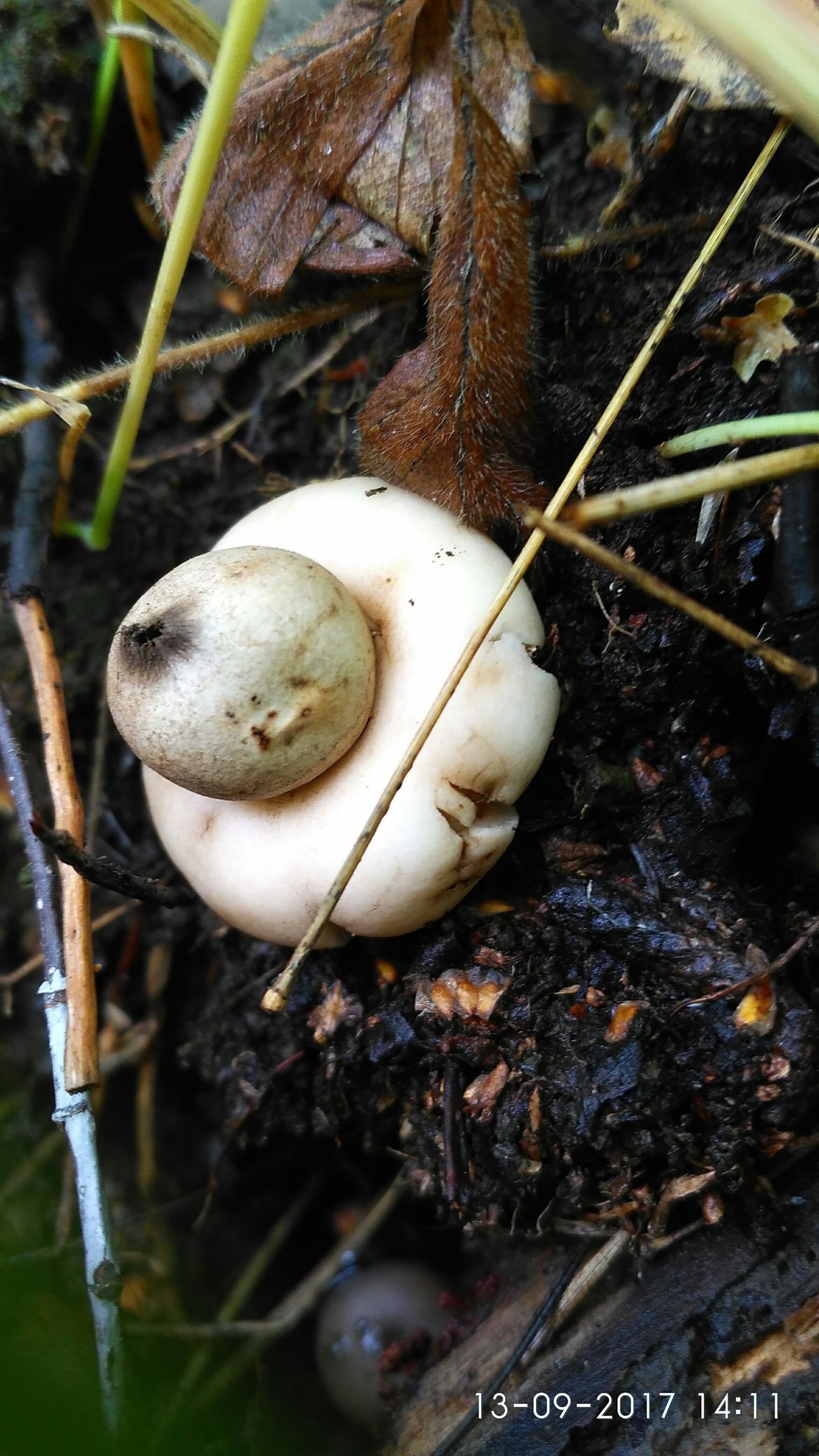 For mushrooms - My, Mushrooms, Photo on sneaker, Toadstool, , Microworld, Longpost, Xiaomi Redmi 3