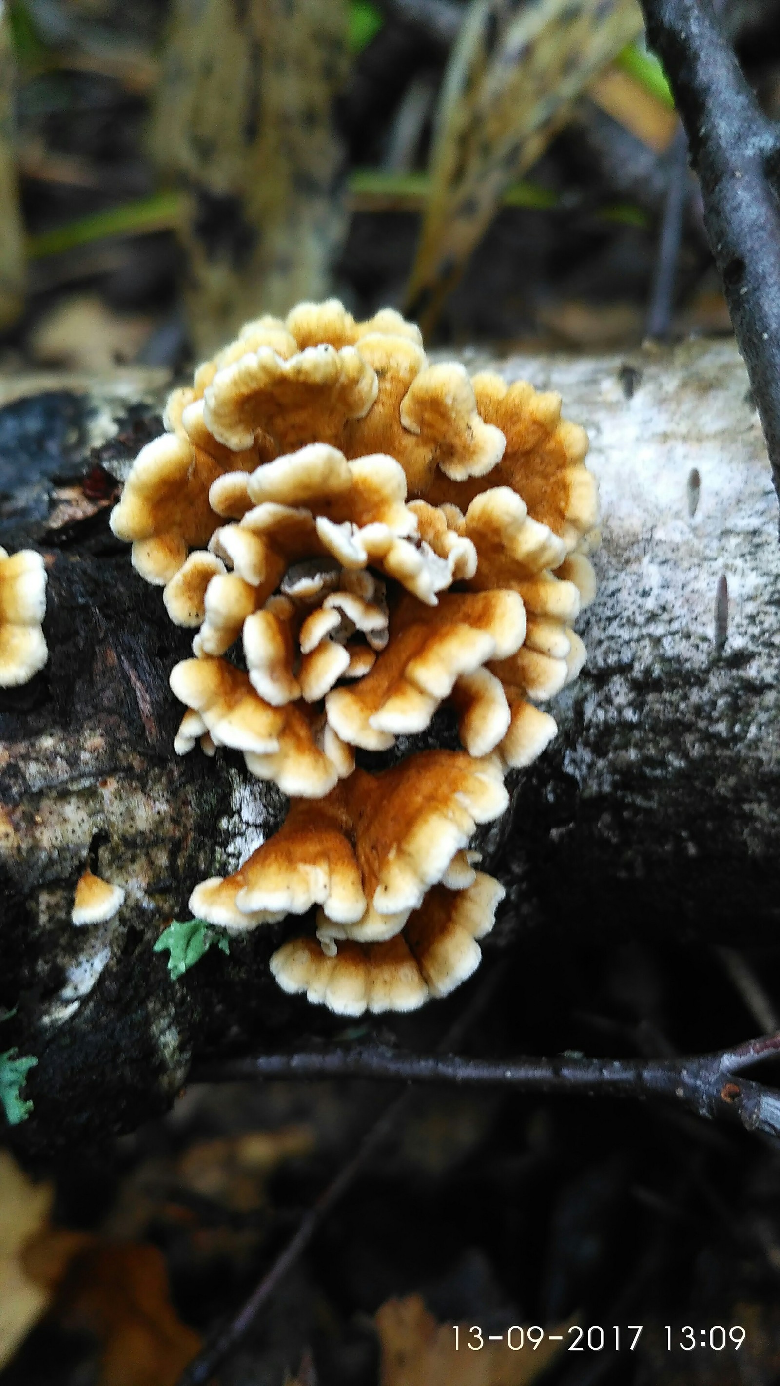 For mushrooms - My, Mushrooms, Photo on sneaker, Toadstool, , Microworld, Longpost, Xiaomi Redmi 3