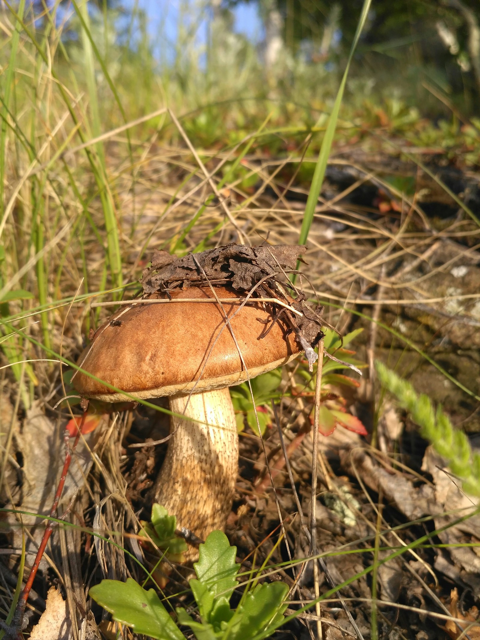 For mushrooms - My, Mushrooms, Photo on sneaker, Toadstool, , Microworld, Longpost, Xiaomi Redmi 3