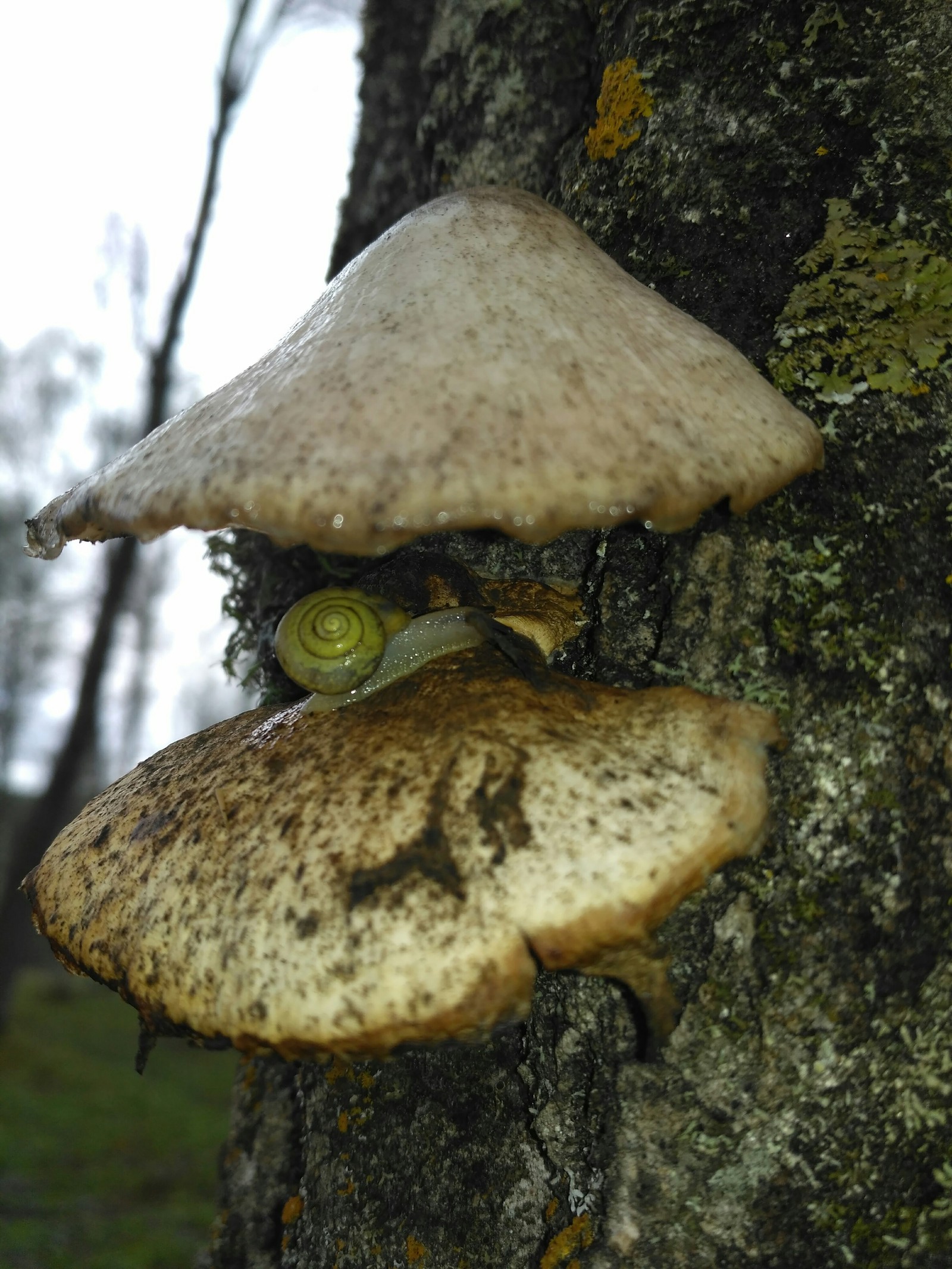 For mushrooms - My, Mushrooms, Photo on sneaker, Toadstool, , Microworld, Longpost, Xiaomi Redmi 3