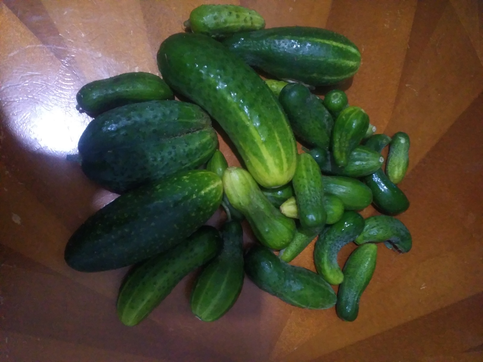 October cucumbers. - My, Autumn, Harvest, Подмосковье, October, Dacha, Cucumbers, Fresh