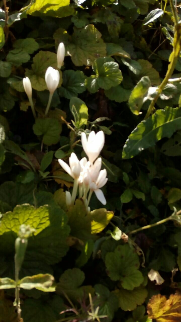 Moscow. - My, Snowdrops, Ecology, Spring, Neskuchny Garden, The photo, Longpost, Snowdrops flowers