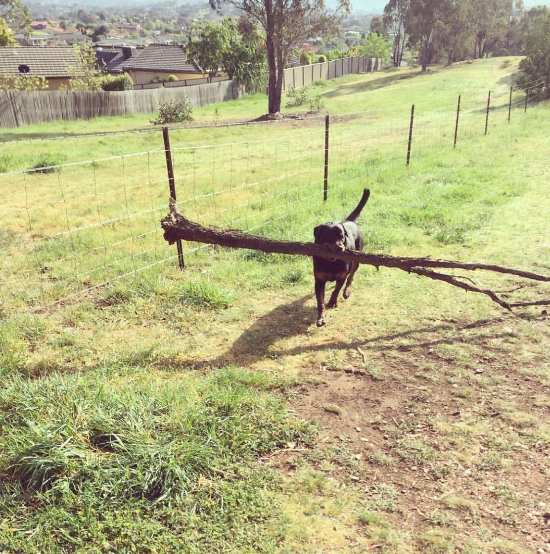 The better the boy - the bigger the stick - Dog, Good boy, Stick